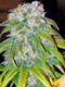 Ganja_Queen's Avatar