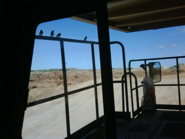 Cute birds hanging out on my rails.