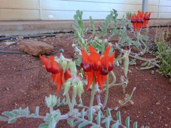 Favourite flower, nice surprise to find in camp.