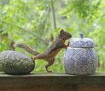 baby squirrel & jar