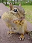 squirrel peanut