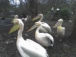 Fuck march of the penguins . MARCH OF THE GODDAMN PELICANS! ( taken at Artis Zoo Amsterdam )