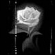 flower's Avatar
