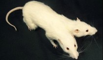 2 headed white rat custom creature taxidermy