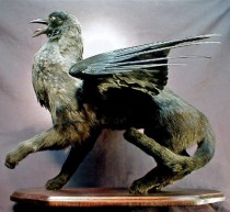 custom creature taxidermy goth griffin