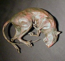 mummified squirrel custom creature taxidermy