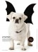 Martha Stewart Halloween Dog Outfit